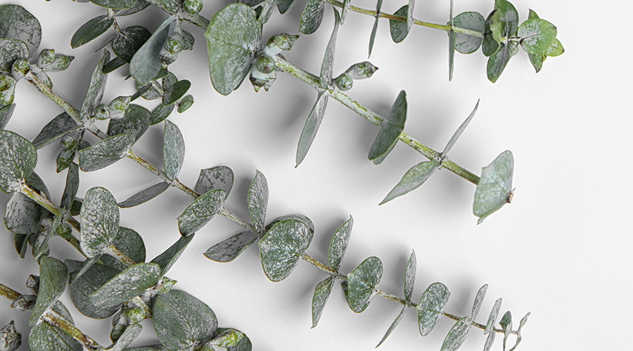 kontakt-bx00001336 Eucalyptus