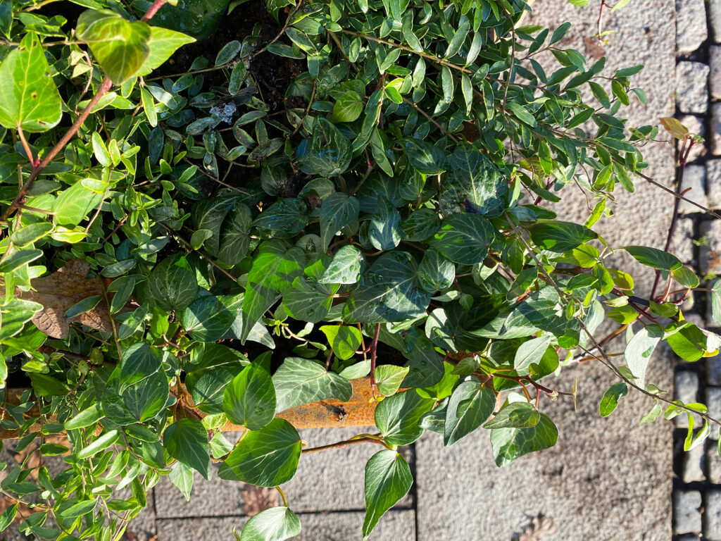 planteringskaerl svetsat bx00001240